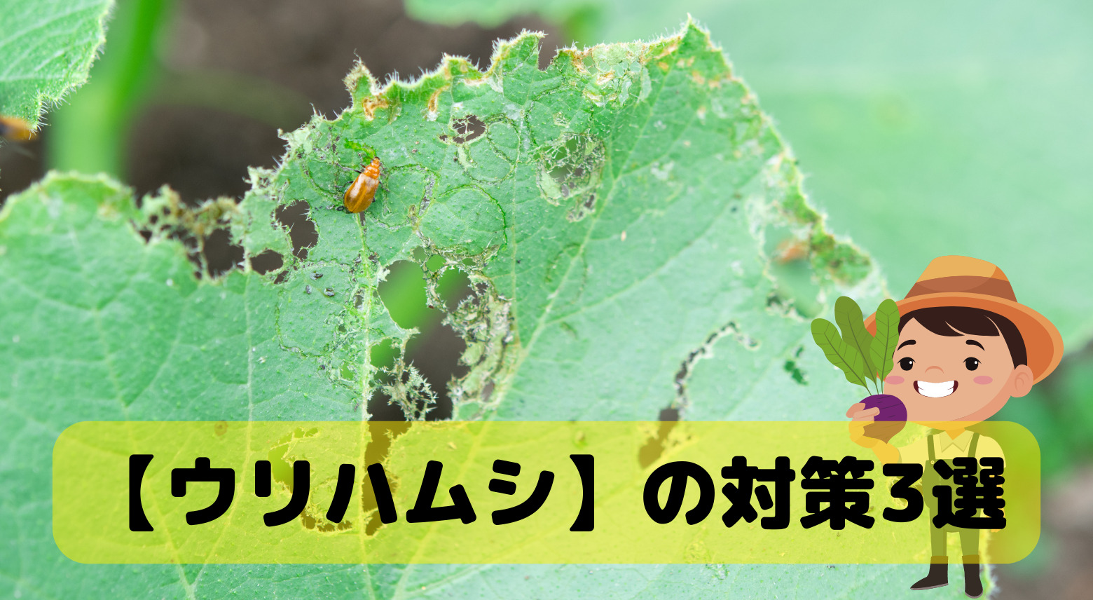 スイカの害虫ウリハムシ – ウリハムシ 成虫 見つけたら – AQAVPE