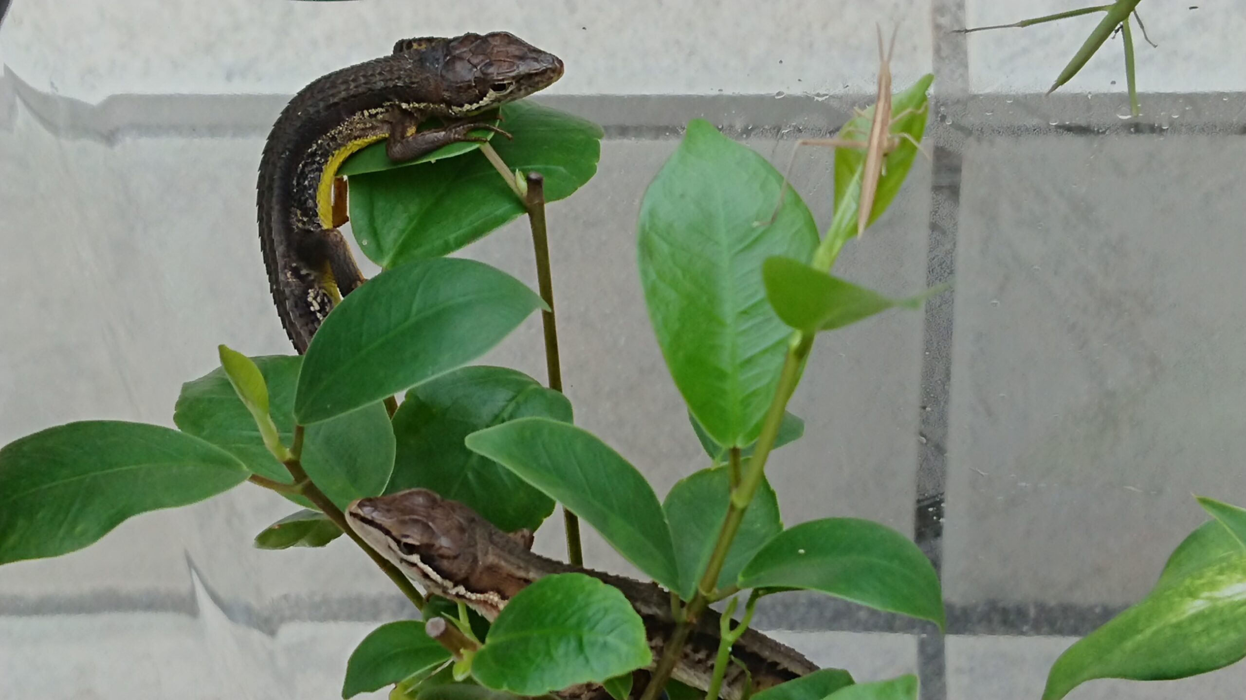 カナヘビの飼育 難しくありません カナヘビの飼い方 みにさんの壺