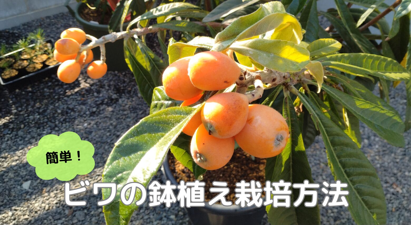 ビワの鉢植え栽培で甘くてジューシーな実を収穫！初心者でも安心の育て